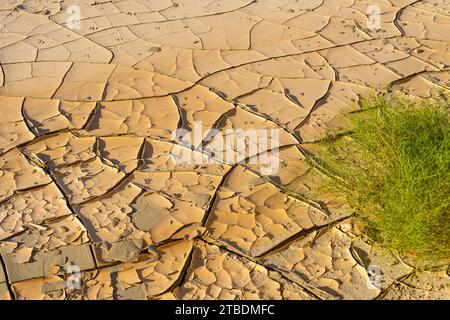 Mudcracks ou boue fissurée dans le désert de mojave avec un petit buisson vert vibrant poussant à côté. Banque D'Images