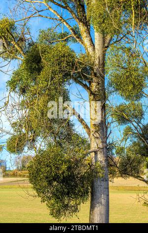 Grappes de Mistletoe (album Viscum) poussant sur des peupliers - sud-Touraine, France. Banque D'Images