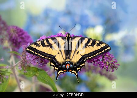 Macro d'un papillon à queue d'aronde tigre de l'Ouest (papilio rutulus) entouré de fleurs. Vue de dessus avec ailes écartées ouvertes. Banque D'Images