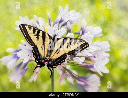 Macro d'un papillon à queue d'aronde tigre de l'Ouest (papilio rutulus) se nourrissant d'une fleur d'agapanthe. Vue de dessus avec ailes écartées ouvertes. Effet peinture à l'huile. Banque D'Images