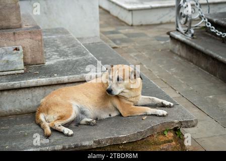 Chien caramel couché sur du ciment regardant sur le côté. Animal de la rue. Banque D'Images