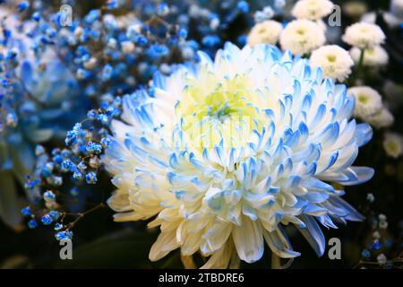 Fleurs colorées de Chrysanthème fleurissant dans le jardin Banque D'Images