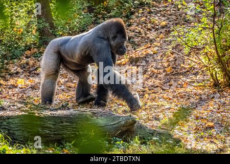 Silverback Gorilla des basses terres de l'Ouest au zoo d'Atlanta près du centre-ville d'Atlanta, en Géorgie. (ÉTATS-UNIS) Banque D'Images