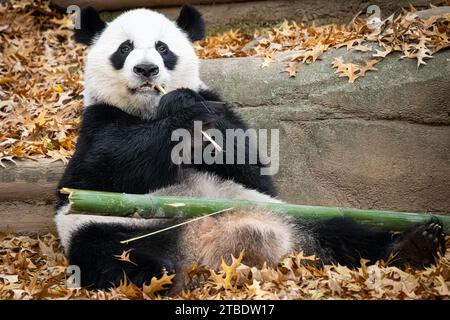 Panda géante (Ailuropoda melanoleuca) mangeant du bambou au zoo d'Atlanta, en Géorgie. (ÉTATS-UNIS) Banque D'Images