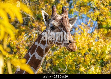 Girafe (Giraffa camelopardalis) au milieu du feuillage automnal au Zoo Atlanta à Atlanta, en Géorgie. (ÉTATS-UNIS) Banque D'Images