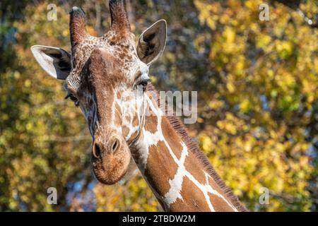 Giirafe réticulée (Giraffa camelopardalis reticulata) contre le feuillage automnal au zoo d'Atlanta, en Géorgie. (ÉTATS-UNIS) Banque D'Images