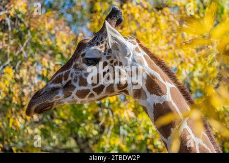 Giirafe réticulée (Giraffa camelopardalis reticulata) parmi le feuillage automnal au Zoo Atlanta à Atlanta, Géorgie. (ÉTATS-UNIS) Banque D'Images