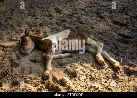 Petit mignon poney brun et blanc couché sur le sol. Banque D'Images