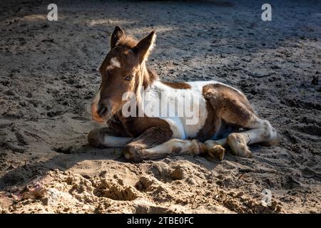 Petit mignon poney brun et blanc couché sur le sol. Banque D'Images