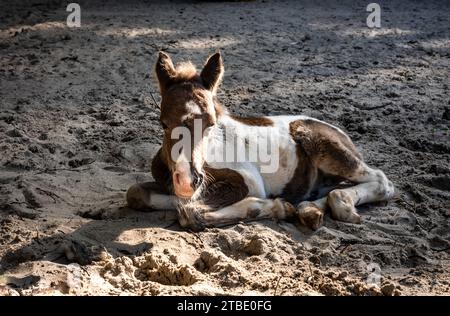 Petit mignon poney brun et blanc couché sur le sol. Banque D'Images