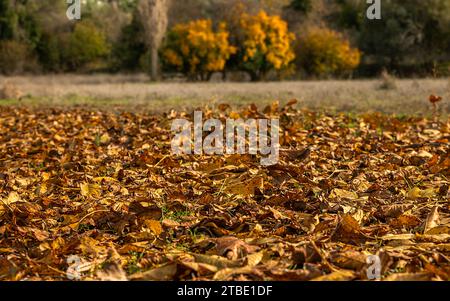 Jaunissement des arbres et chute des feuilles jaunes en automne Banque D'Images