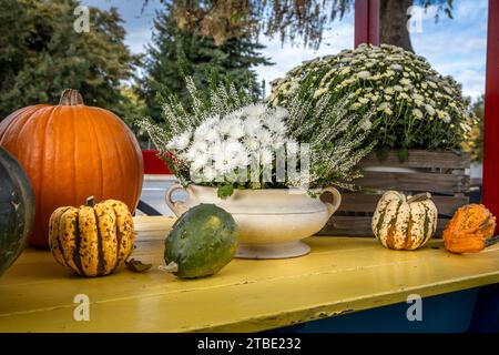 Citrouilles et fleurs de chrysanthème sur la table jaune comme décoration d'automne et d'action de grâce. Banque D'Images