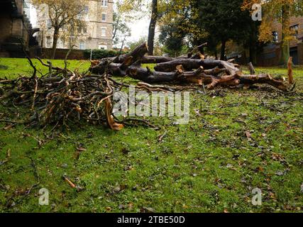 Pile de bois mort d'une partie d'un arbre tombé pendant les vents violents dans les jardins de la vallée de Scarborough Banque D'Images