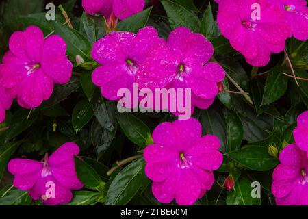 Purple Impatiens - fleurs de baumier couvertes de gouttes de pluie en été. Banque D'Images