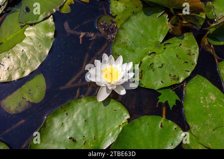 Fleur de nénuphars européens, nénuphas parmi les feuilles, Nymphaea alba Banque D'Images