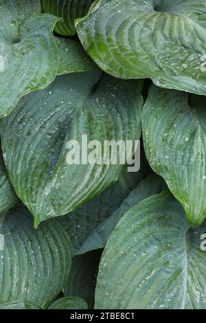 HostA feuilles couvertes de gouttes de pluie en été. Banque D'Images