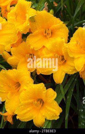 Hemerocallis jaune - fleurs de jour couvertes de gouttes de pluie en été. Banque D'Images