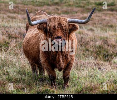 Vache Highland Banque D'Images