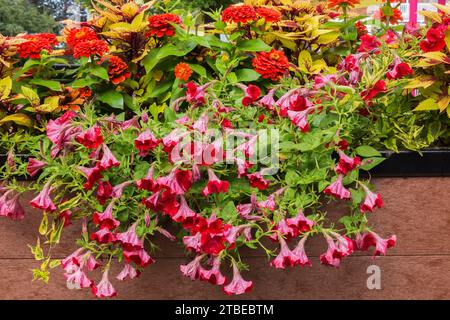 Pétunia, Zinnia et Solenostemon - Coleus en boîte à fleurs en été. Banque D'Images