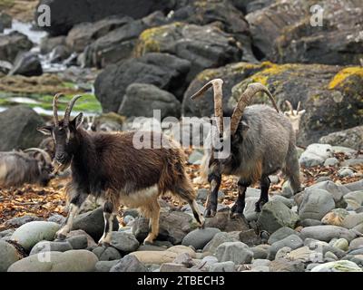 2 deux chèvres sauvages brunes faisant partie du troupeau avec barbe de pelage rugueux et longues cornes incurvées sur le rivage rocheux avec des algues sur Ross of Mull, île de Mull, Écosse, Royaume-Uni Banque D'Images