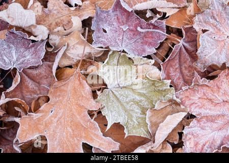 Frosty feuilles en hiver Banque D'Images