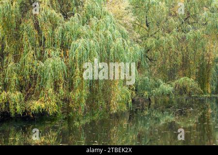 saules colorés autour du lac, saules et arbres près de l'eau Banque D'Images