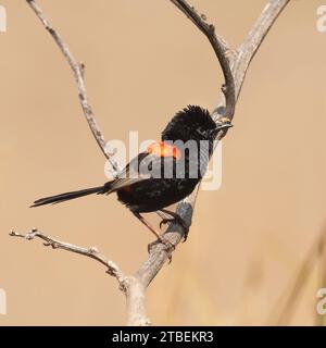 Le fée à dos rouge (Malurus melanocephalus) est le plus petit des fées-fées, avec le mâle en plumage reproducteur. Banque D'Images