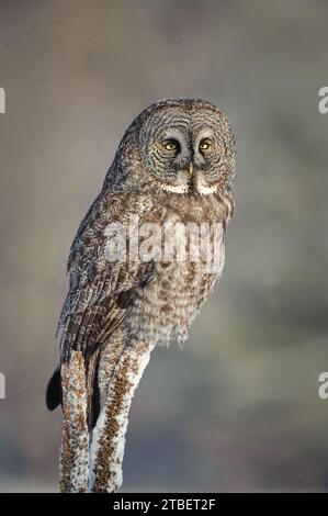 Great Grey Owl perchant sur un arbre Banque D'Images