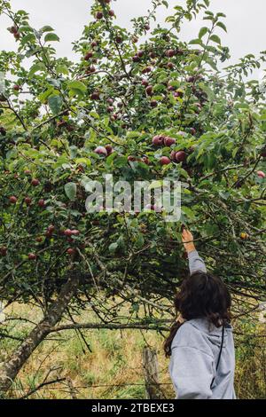 femme aux cheveux longs, sweat-shirt gris cueillant des pommes rouges de l'arbre dans le verger Banque D'Images
