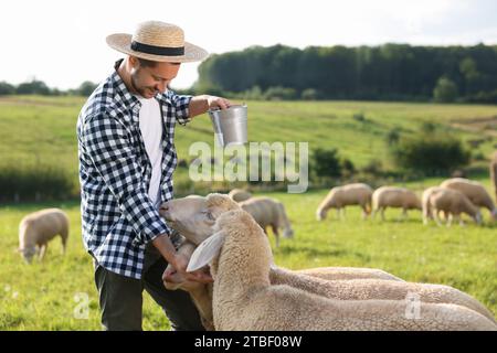 Fermier souriant avec un seau nourrissant les animaux sur le pâturage Banque D'Images