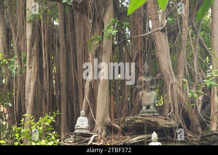 Un grand banian est décoré avec une petite statue de Bouddha. Au temple Wat Tha Mai. Situé dans la province de samut Sakhon en Thaïlande. Banque D'Images