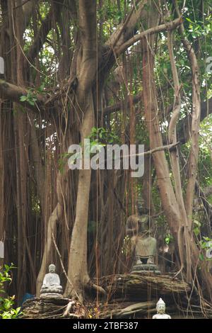 Un grand banian est décoré avec une petite statue de Bouddha. Au temple Wat Tha Mai. Situé dans la province de samut Sakhon en Thaïlande. Banque D'Images