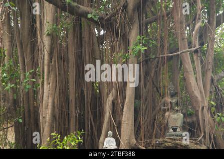 Un grand banian est décoré avec une petite statue de Bouddha. Au temple Wat Tha Mai. Situé dans la province de samut Sakhon en Thaïlande. Banque D'Images