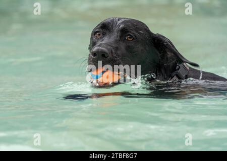 Gros plan de Labrador Retriever nageant avec un jouet orange. Banque D'Images