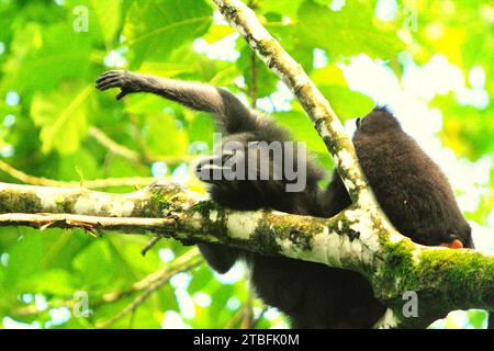 Un macaque à crête noire de Sulawesi (Macaca nigra) tend la main, alors qu'il est couché alors qu'il est toiletté par un autre individu sur une branche d'arbre dans la réserve naturelle de Tangkoko, Sulawesi du Nord, en Indonésie. Les impacts du changement climatique, qui sont des facteurs importants des microclimats des forêts, influencent les capacités de survie des espèces sauvages. Un rapport d'une équipe de scientifiques dirigée par Marine Joly, concernant le macaque à crête, a révélé que la température augmente dans la forêt de Tangkoko et que l'abondance globale des fruits a diminué. 'Entre 2012 et 2020, les températures ont augmenté jusqu'à 0,2 degrés... Banque D'Images