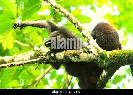 Un macaque à crête noire de Sulawesi (Macaca nigra) tend la main, alors qu'il est couché alors qu'il est toiletté par un autre individu sur une branche d'arbre dans la réserve naturelle de Tangkoko, Sulawesi du Nord, en Indonésie. Les impacts du changement climatique, qui sont des facteurs importants des microclimats des forêts, influencent les capacités de survie des espèces sauvages. Un rapport d'une équipe de scientifiques dirigée par Marine Joly, concernant le macaque à crête, a révélé que la température augmente dans la forêt de Tangkoko et que l'abondance globale des fruits a diminué. 'Entre 2012 et 2020, les températures ont augmenté jusqu'à 0,2 degrés... Banque D'Images