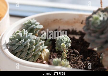 Image de la plante echeveria poussant dans le pot à la maison. Plante succulente sur le rebord de la fenêtre. Lumière du soleil éclatante Banque D'Images