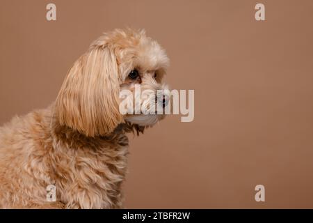 Portrait de chien Maltipoo sur fond beige vide, concept Happy Dogs Banque D'Images