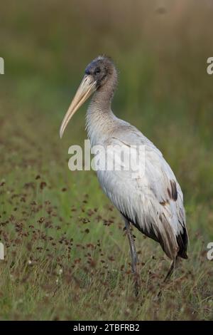 Un gros plan d'une cigogne, du cyama sur de l'herbe verte Banque D'Images