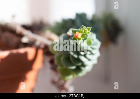 Image d'echeveria avec longue tige poussant dans le pot à la maison. Plante succulente fleurie sur le rebord de la fenêtre. Lumière du soleil éclatante Banque D'Images