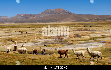 Lamas et alpagas sur Altiplano, parc national de Lauca Banque D'Images