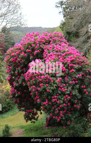 Énorme buisson de rhododendron couvert de masses de fleurs rose vif Banque D'Images