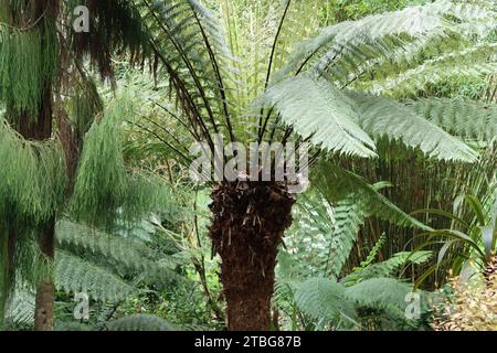 Frondes émergeant d'une grande fougère arborée dans un jardin tropical Banque D'Images