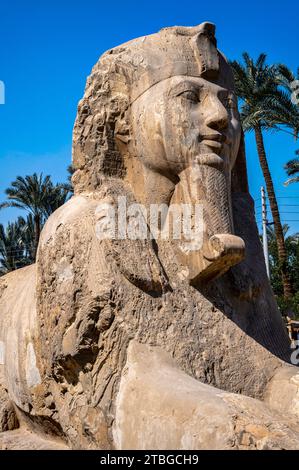 Sphinx de Memphis, musée en plein air de Memphis, Egypte Banque D'Images