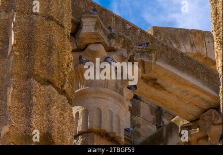 Groupe de colombes perché sur les moulures ornées des colonnes de marbre et capitale de style corinthien du temple romain bien conservé de Diane. Merida. Banque D'Images