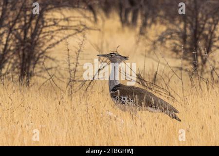 Kori Bustard, Ardeotis kori, Otididae, Parc National d'Etosha. Namibie, Afrique Banque D'Images