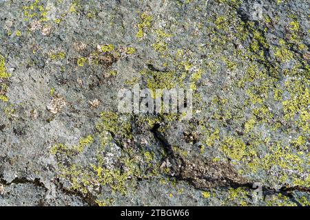 Lichen vert poussant sur la roche Banque D'Images