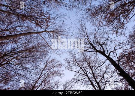 Canopée d'arbres à feuilles caduques vue d'en bas à la forêt de Rota das Faias, Manteigas, Serra da Estrela, Portugal, Europe Banque D'Images