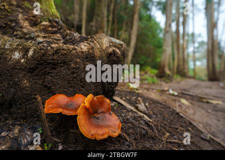 Champignons sauvages poussant sur un tronc d'arbre Banque D'Images