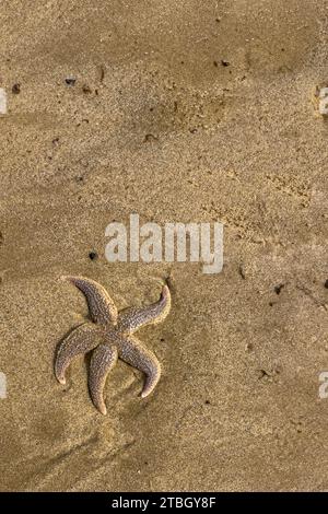 Étoile de mer commune, Asterias rubens, échouée sur la plage de saltburn, North yorkshire, Angleterre, royaume-uni Banque D'Images